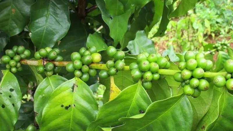 Coffee Culture in Koh Samui: A Thriving Local Ecosystem
