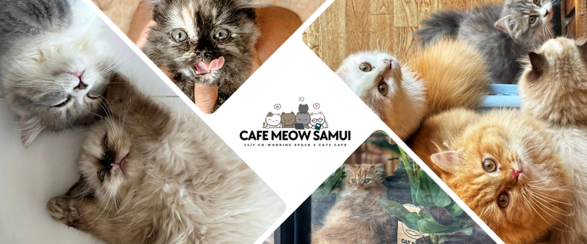 Cafe Meow 