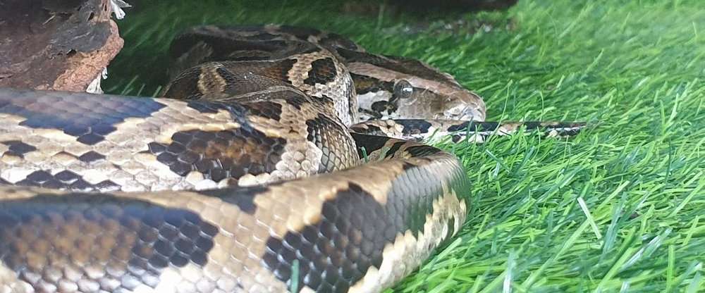 Cobra Show Thailand