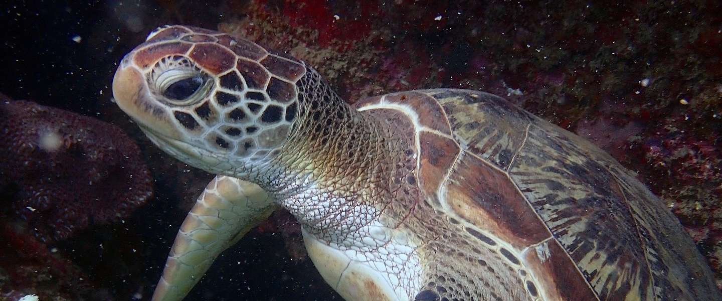 Searobin Dive Centre