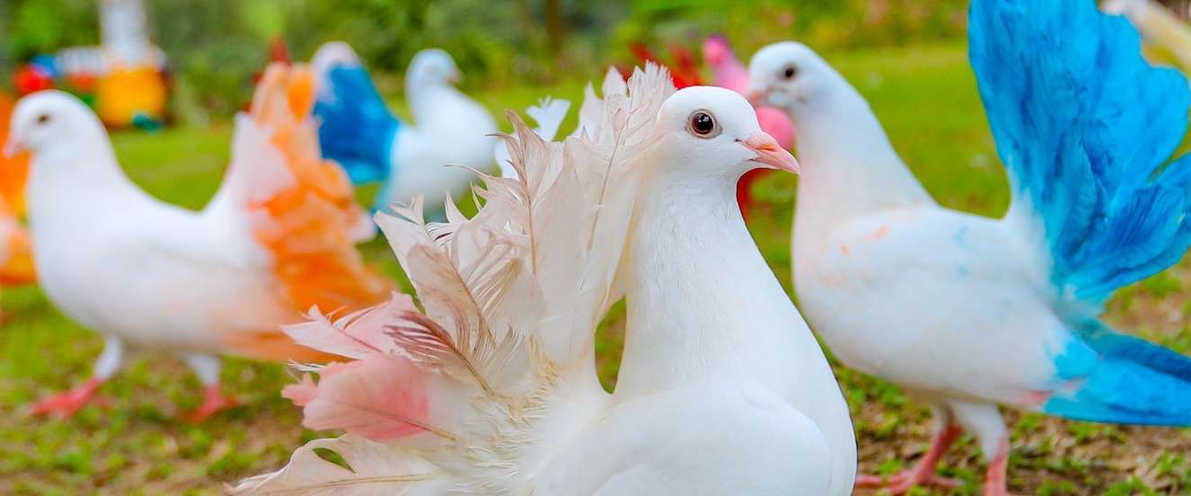 Paradise Park Farm 
