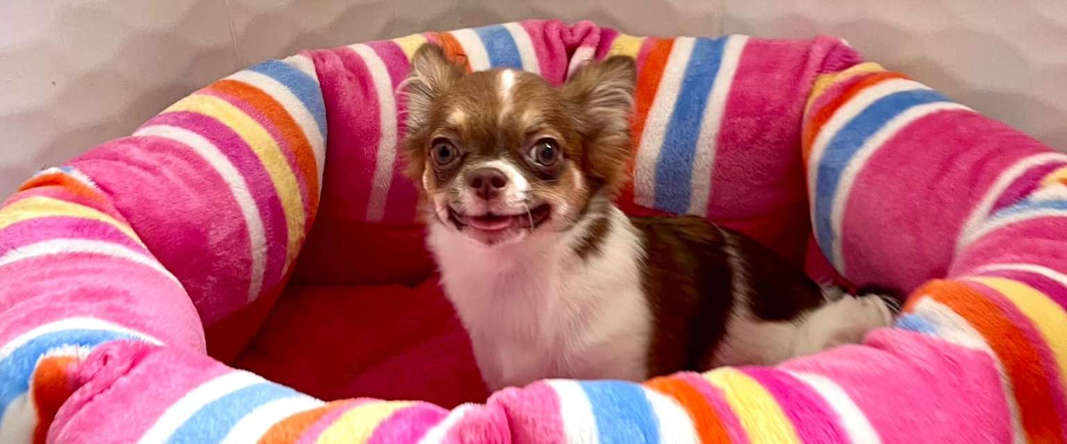 Happy Dog Day Care