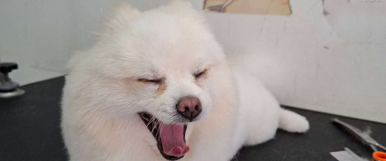Happy Dog Maenam