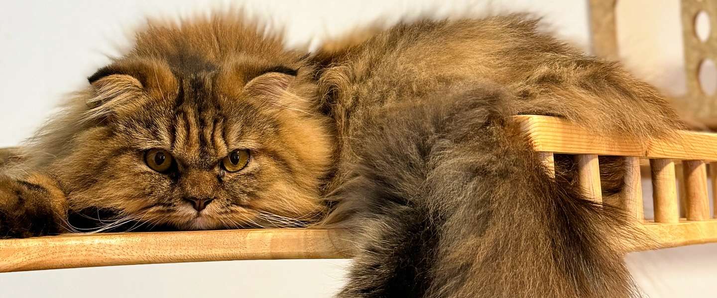 Cat Lover Hotel