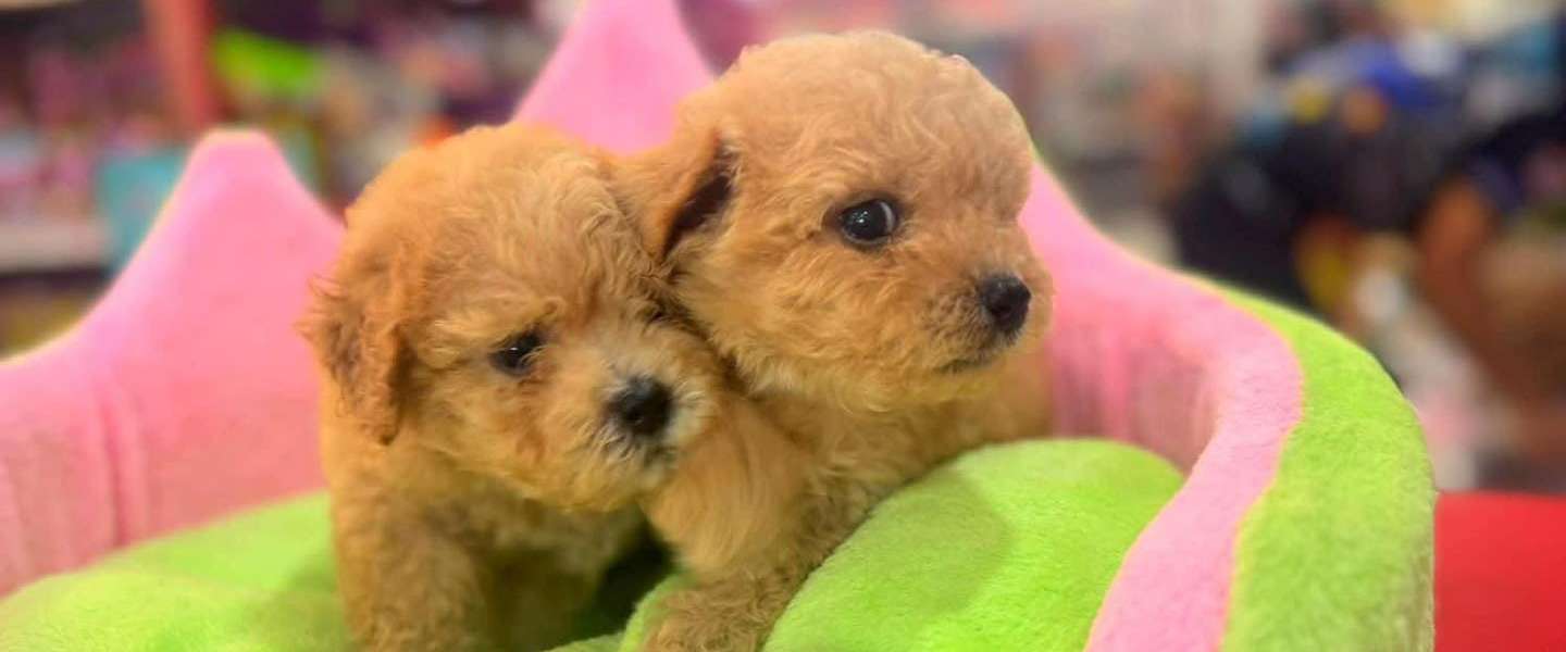 Dog and Cat Pet Center