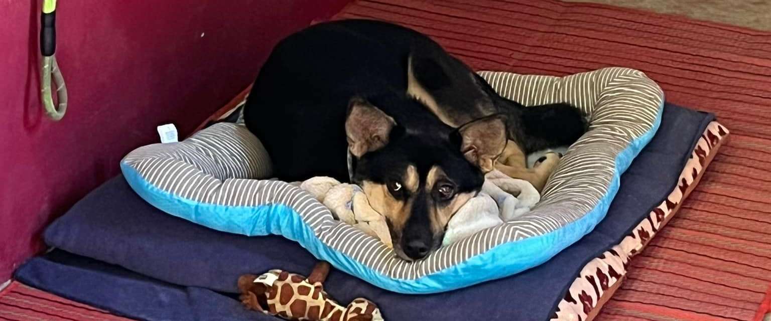 Ila's World Dog Hotel