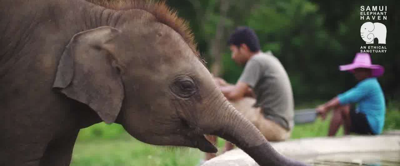 Samui Elephant Haven