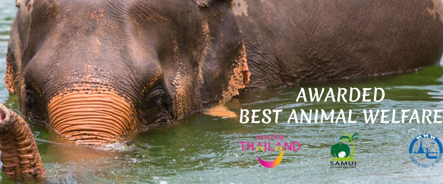 Samui Elephant Sanctuary 