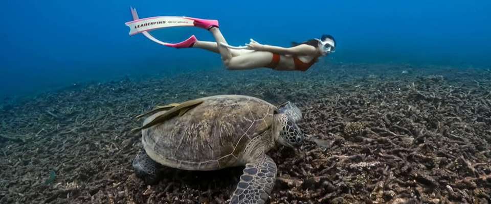 Samui tour and travel 1982