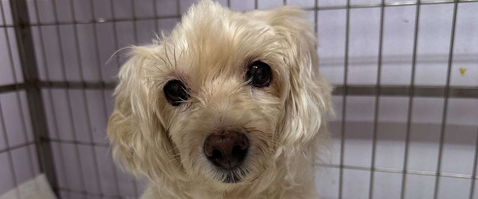 Youngnum Pet Hospital