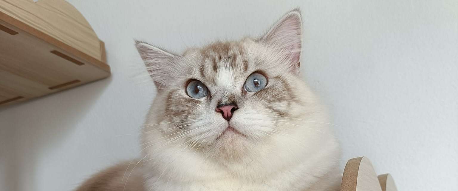 Happy Meaow Hotel