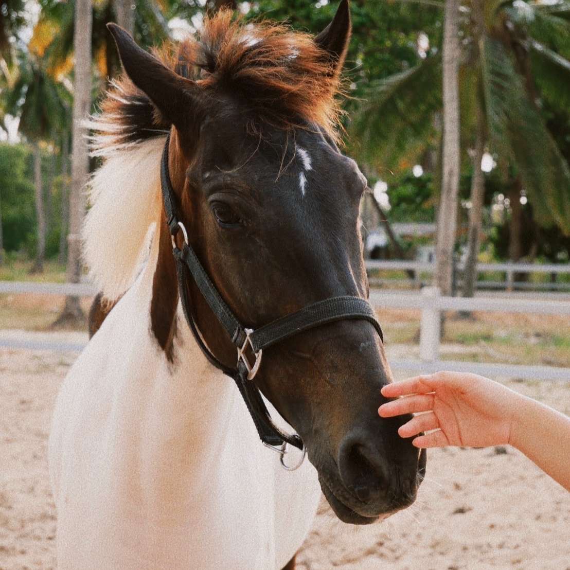 Coco Samui Riding Club