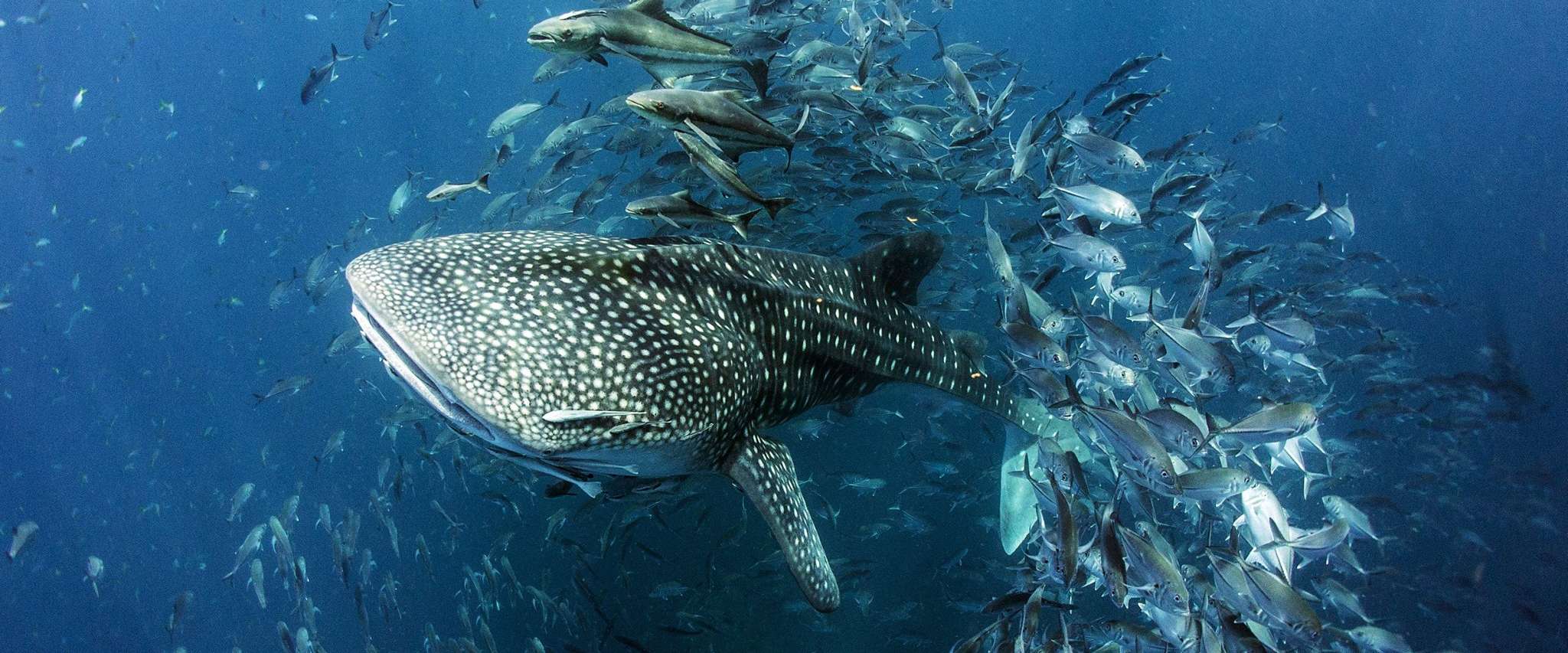 The Life Aquatic Dive Center