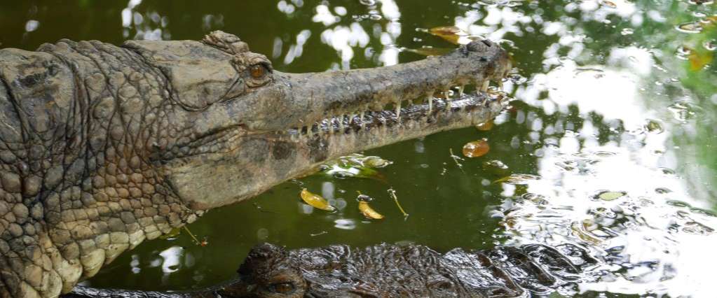 Samui Crocodile Farm 