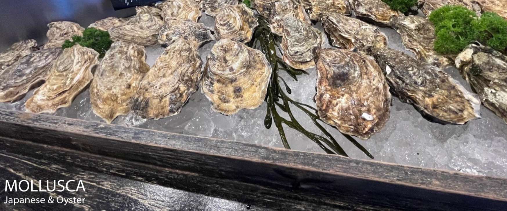 Mollusca Japanese &Oyster
