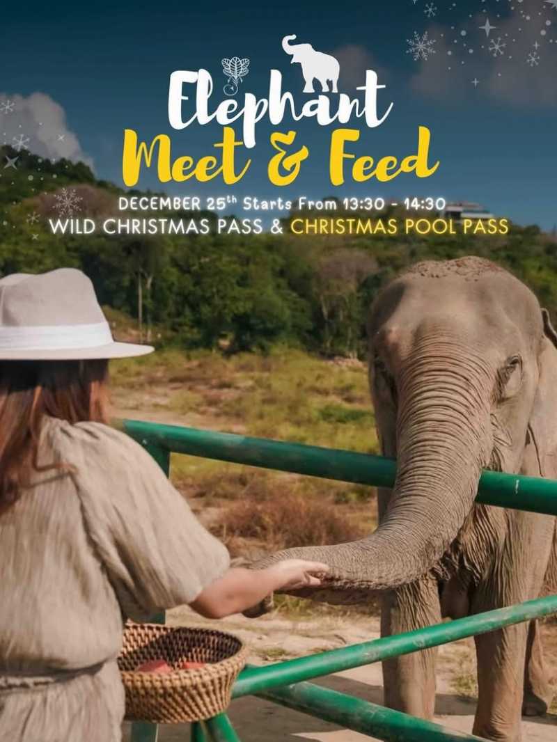 Wild Christmas Brunch