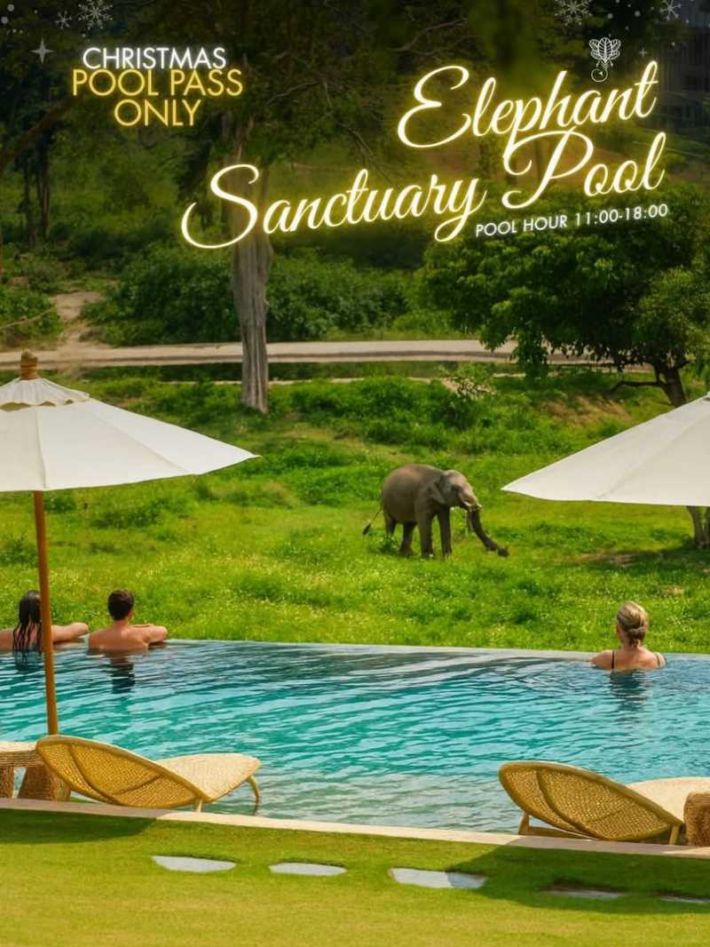 Wild Christmas Brunch