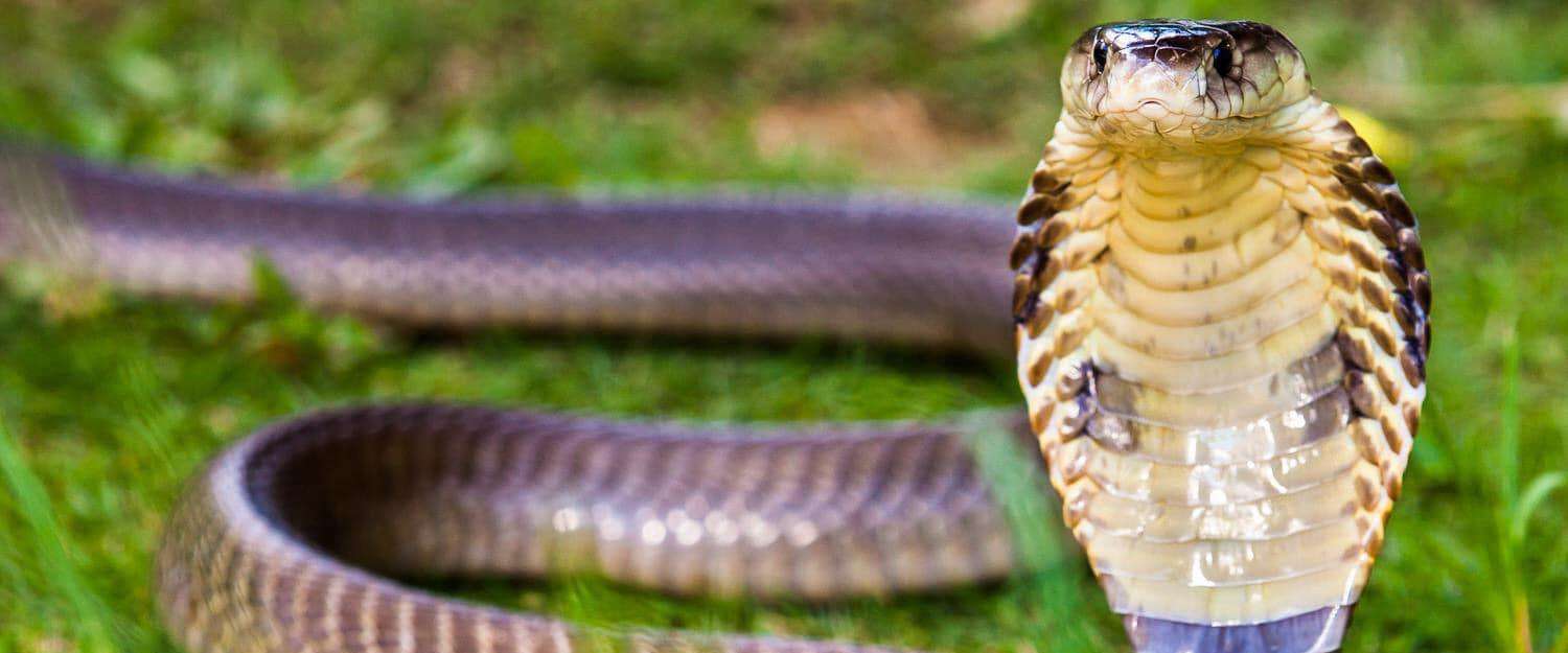 Samui Snake & Wildlife Rescue